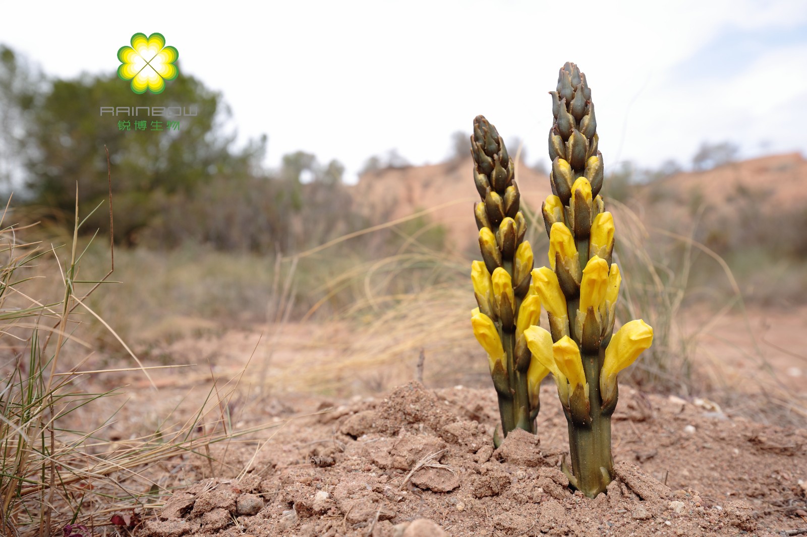 肉蓯蓉提取物 肉蓯蓉提取物