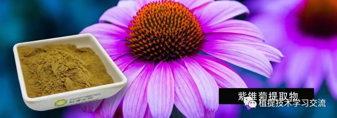 紫錐菊提取物 紫錐菊提取物