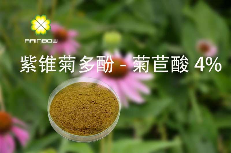 紫錐菊提取物 紫錐菊提取物