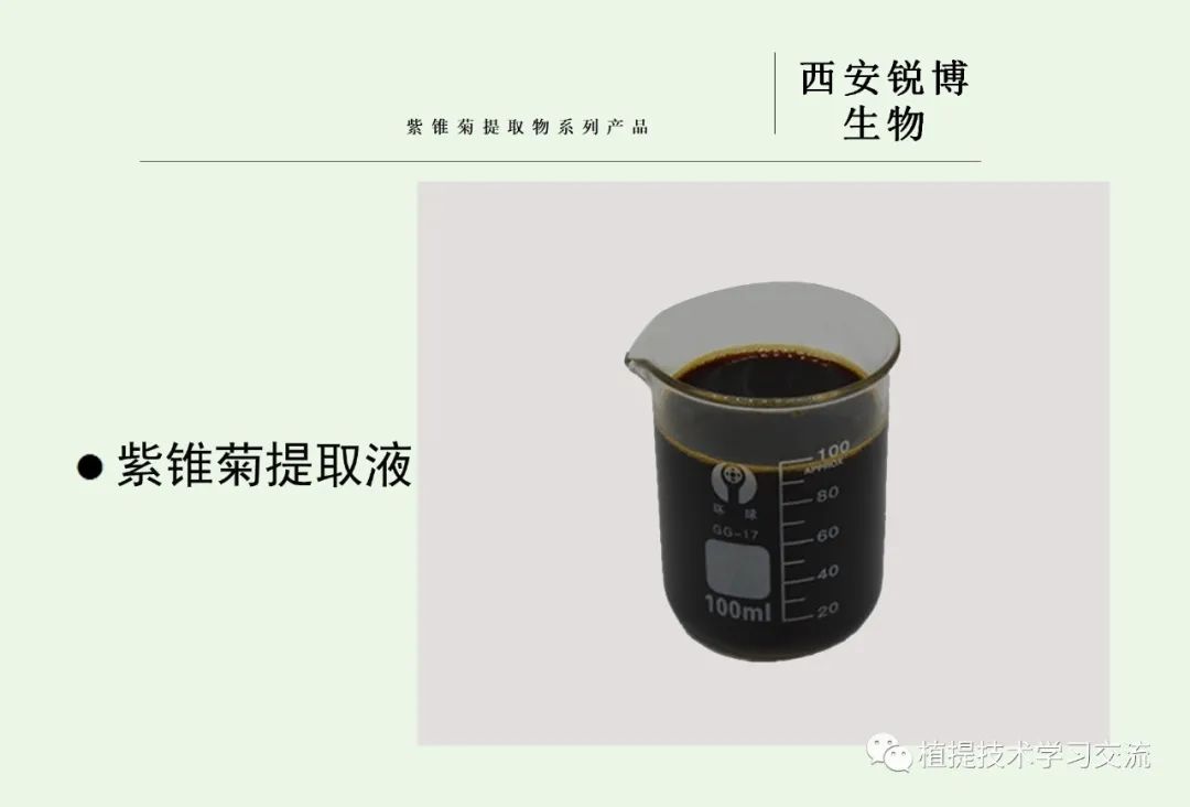 紫錐菊提取物 紫錐菊提取物