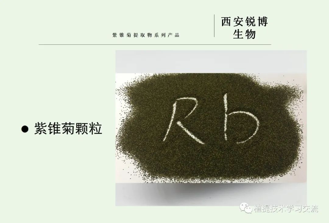 紫錐菊提取物 紫錐菊提取物