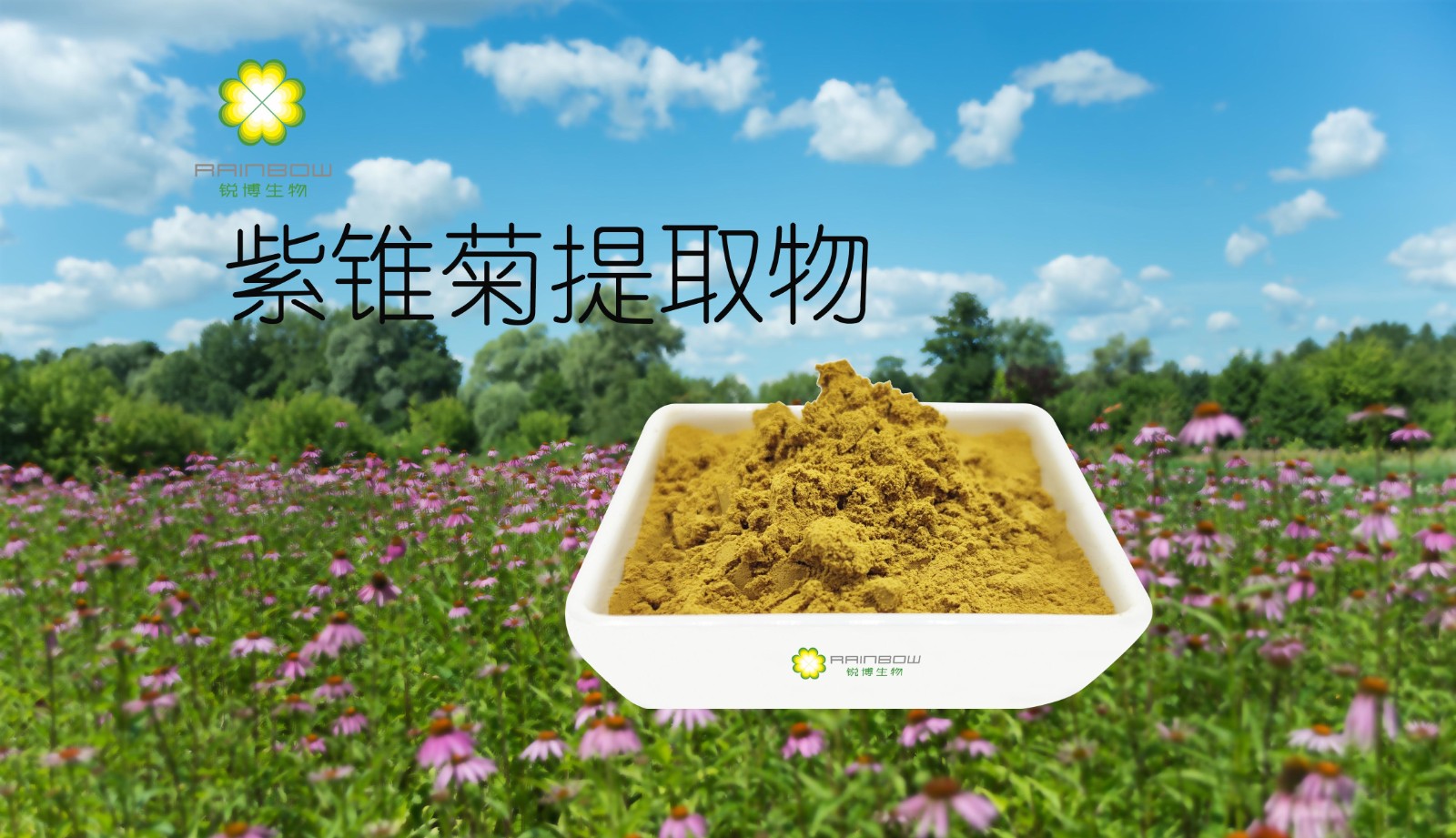 紫錐菊提取物 紫錐菊提取物