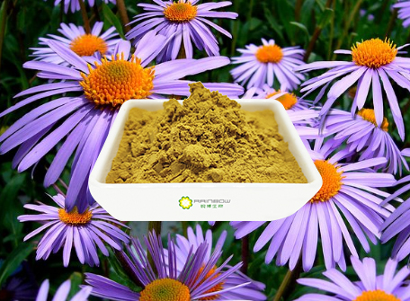 紫錐菊提取物 紫錐菊提取物