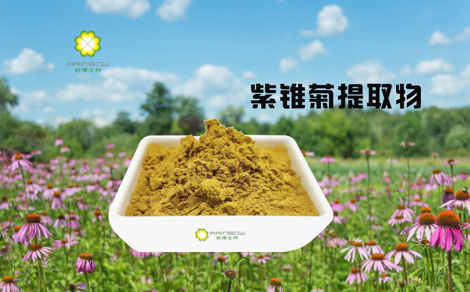 紫錐菊提取物 紫錐菊提取物