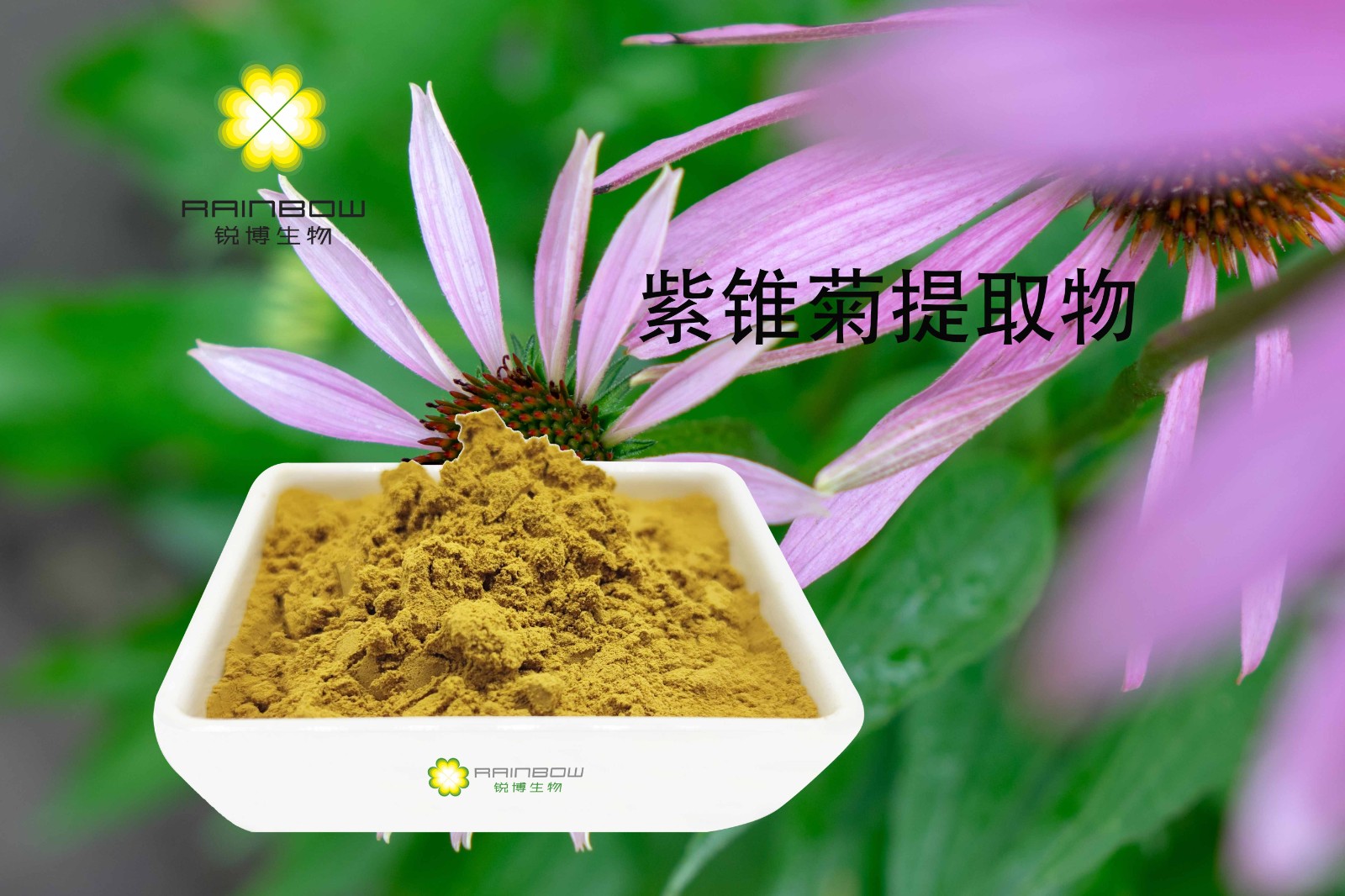 紫錐菊提取物 紫錐菊提取物