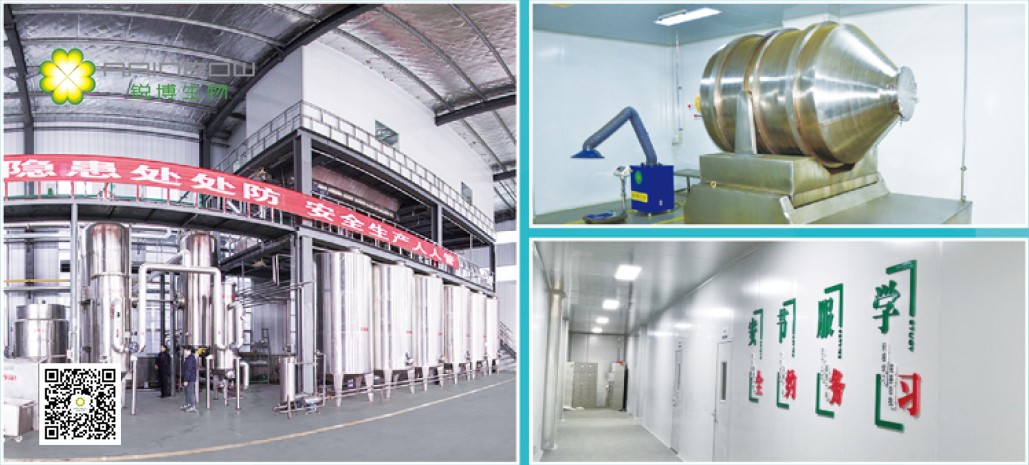 紫錐菊提取物廠家 紫錐菊提取物廠家