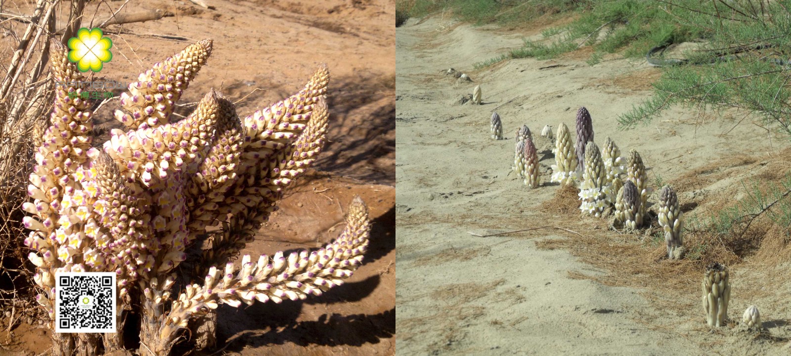 肉蓯蓉提取物 肉蓯蓉提取物