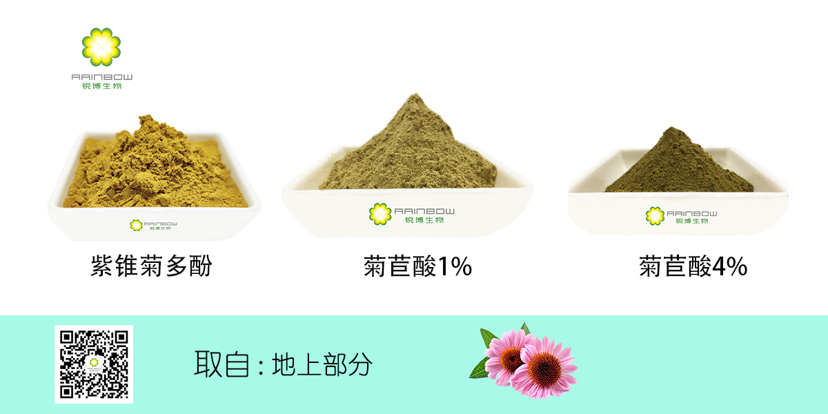 紫錐菊提取物 紫錐菊提取物