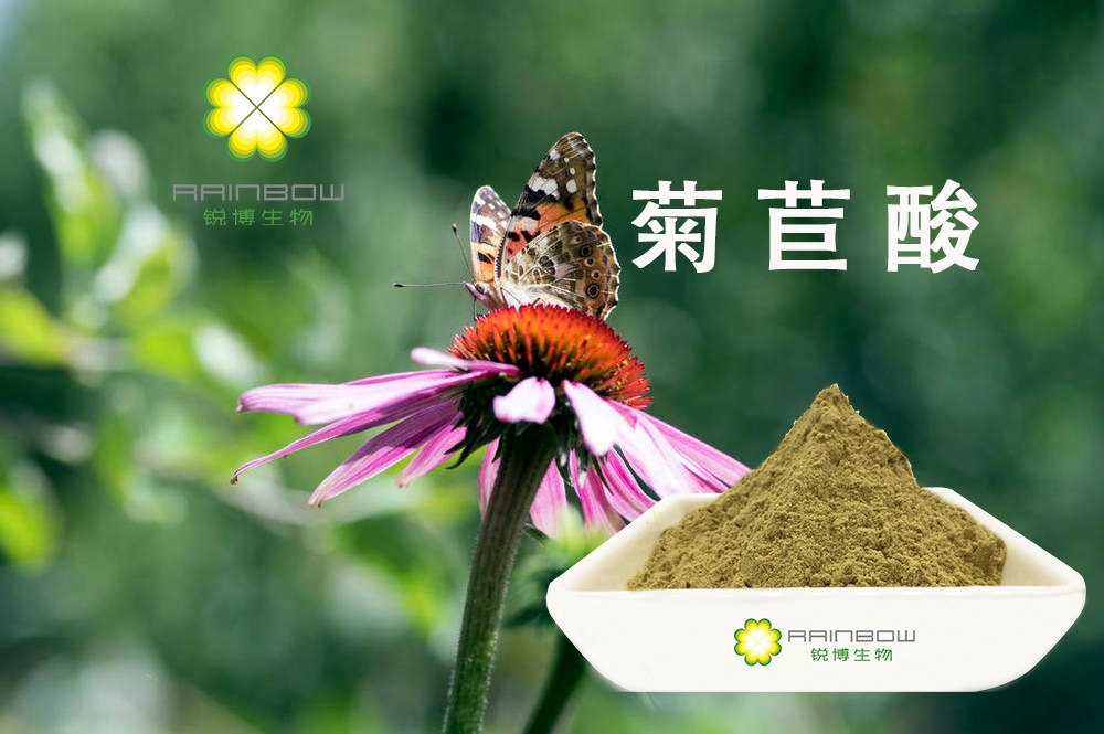 紫錐菊提取物 紫錐菊提取物