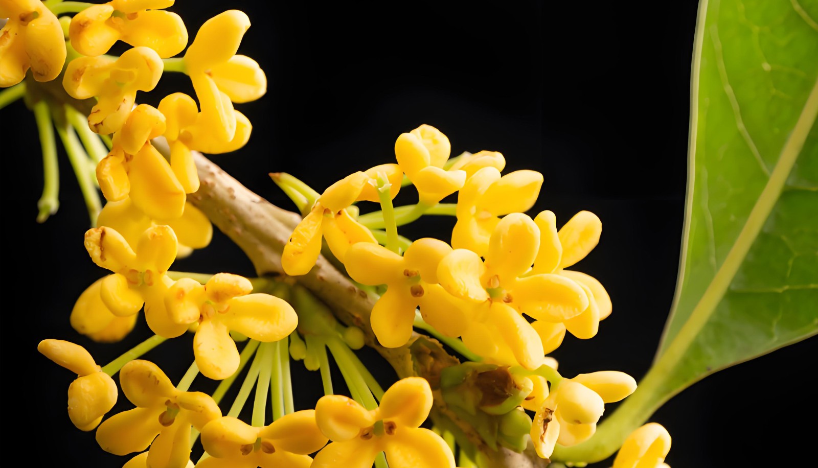 桂花提取物 桂花提取物