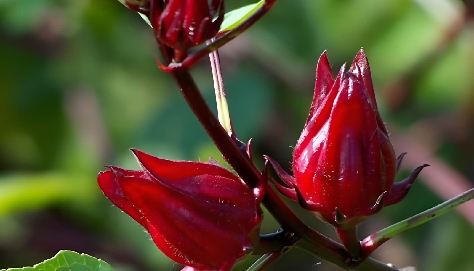 玫瑰茄提取物 玫瑰茄提取物