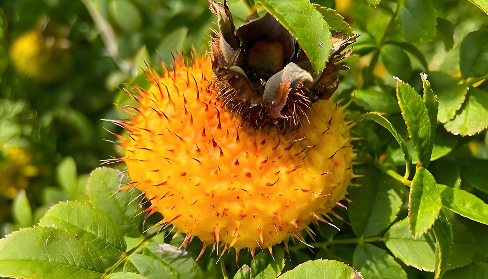 刺梨提取物 刺梨提取物